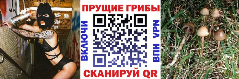 Псилоцибиновые грибы MAGIC MUSHROOMS  гидра ссылки  Белгород 